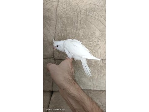 Albino sultan papağanı yavrusu