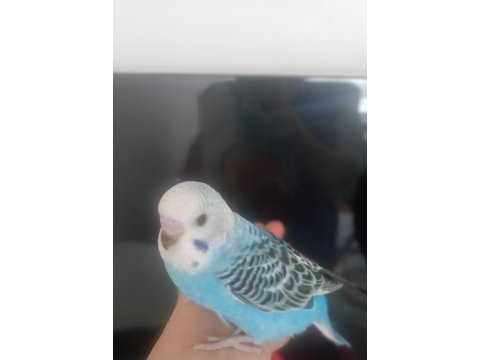 Yavru muhabbet kuşu ev üretimi