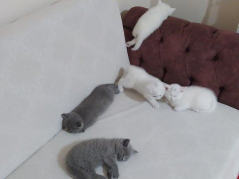 British shorthair oyunbazlar