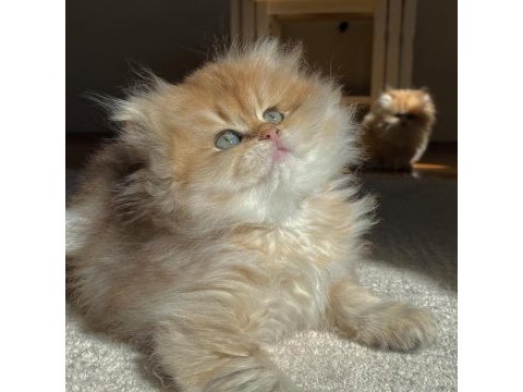 British longhair ny11 ny12 bebekler yeni ailelerini bekliyor