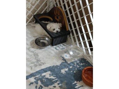 Kore maltese bebekler