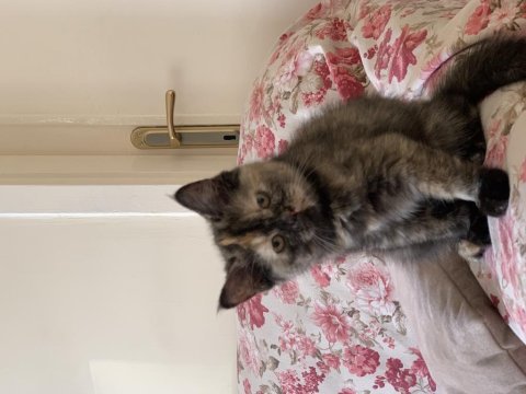 British longhair kedime yuva arıyorum