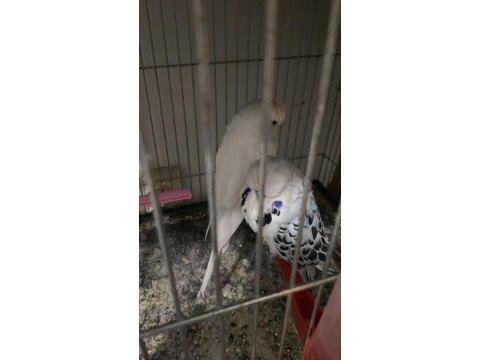Sahibinden hazır takım show jumbo muhabbet kuşu