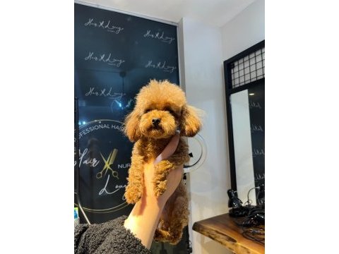 Sevgi ile bakılan toy ve teacup (bardak) boy poodle