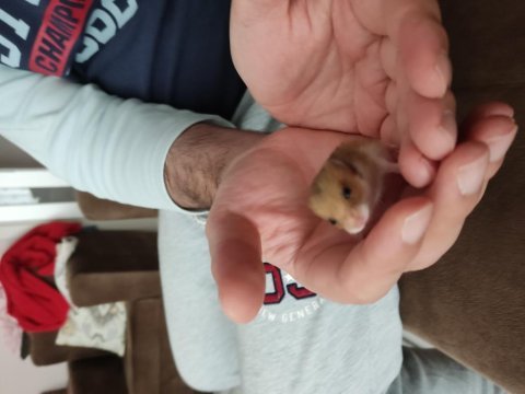 Tatlı hamster yavrucuklar çok tatlılar