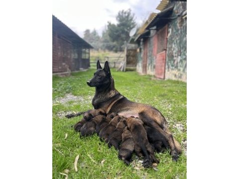 Kıf/fcı a şecereli malinois köpeklerimiz ailelerine hazır