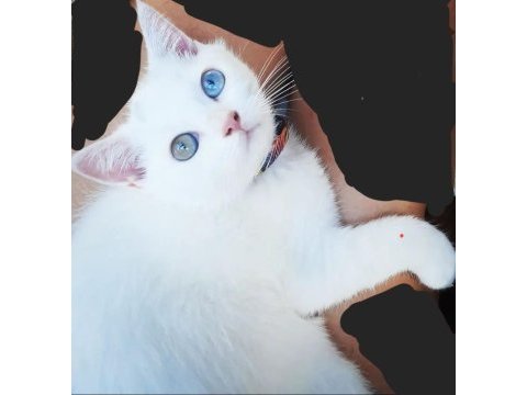 Mavi yeşıl gözlü odd eyes scottısh straıght