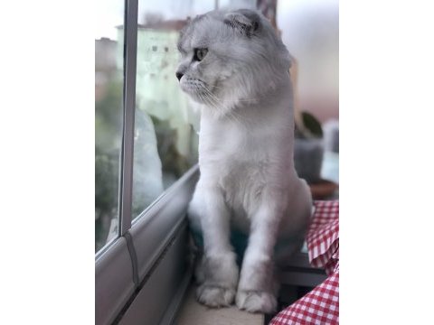 Çiftleşmek için dişi eş arıyor scottish fold