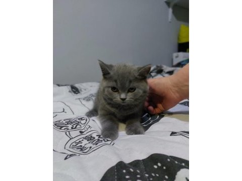Erkek british shorthair yavrularımız sıcak yuvalarını arıyor