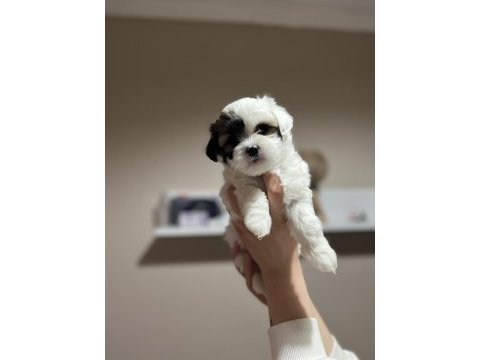 Maltese terrier yavrularımız için yuva aranıyor
