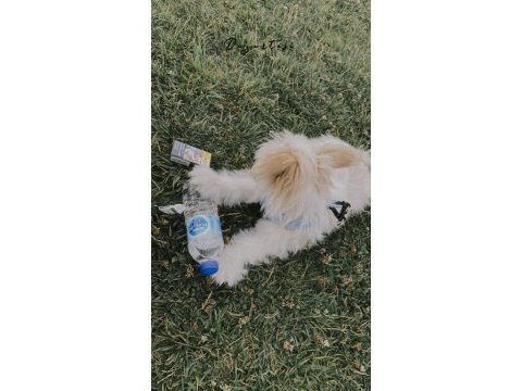 Aşıları tam erkek minik maltipoo yavru