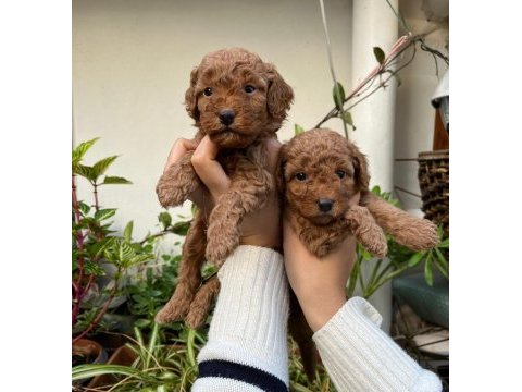 Mükemmel kalitede toy poodle minnoşlar