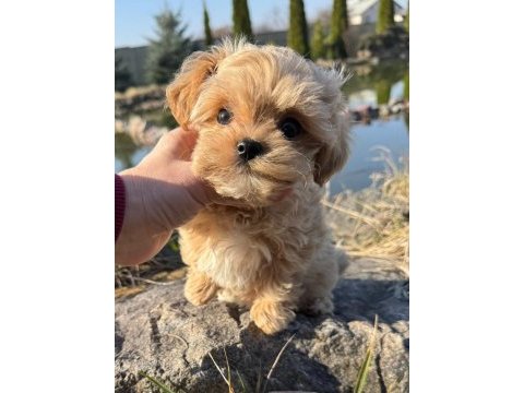 En özel kore maltipoo yavruları