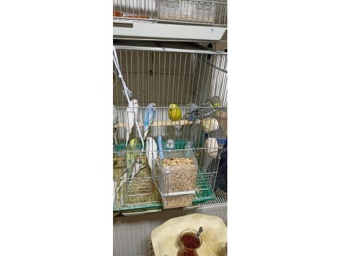 Yavru ve yetişkin muhabbet kuşları