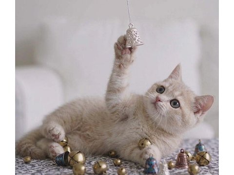 Lila golden british shorthair
