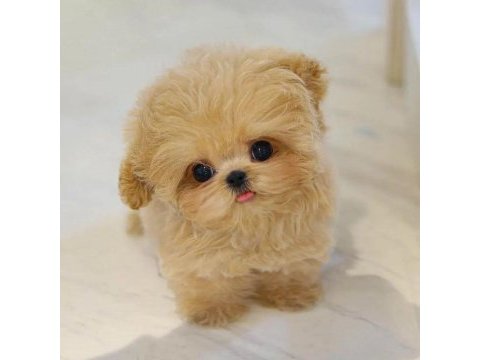 Kore kanı morkie