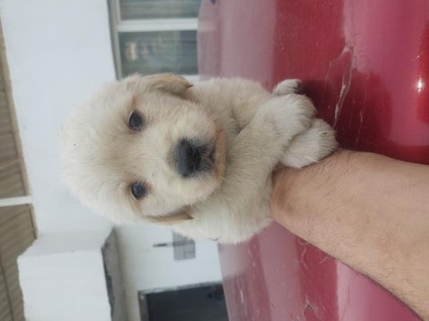 Golden retriever bebekler