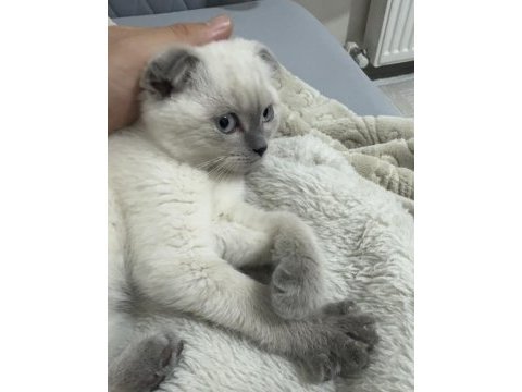 Daha tatlısı yok 3 aylık scottish fold