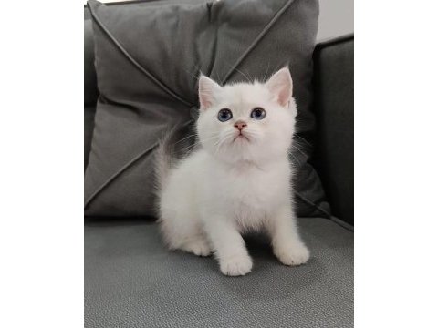 Golden british shorthair kedisi