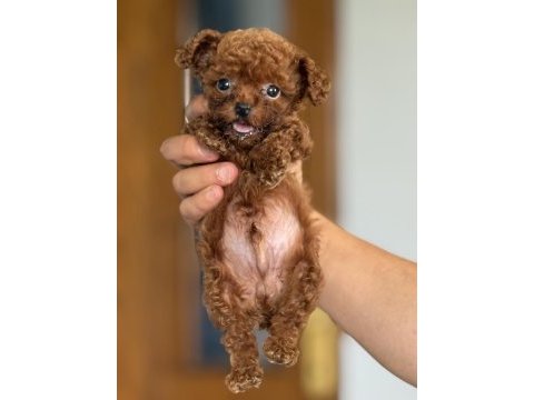 Kore kan toy poodle bebekler