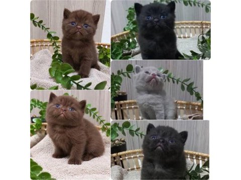 Çikolata bebek kediler kalite