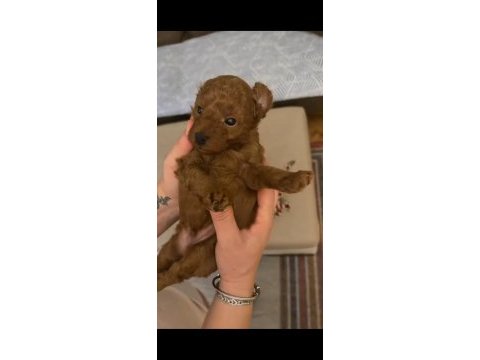 Yavru erkek toy poodle