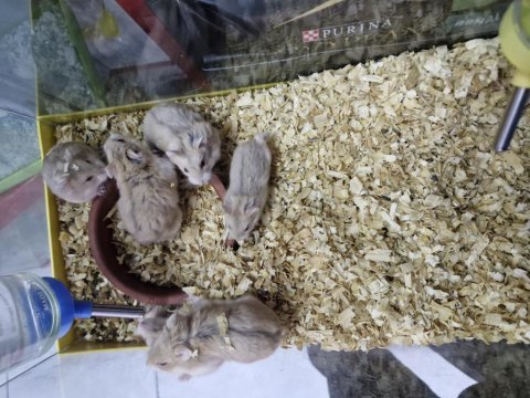 Hamster ele alışkın