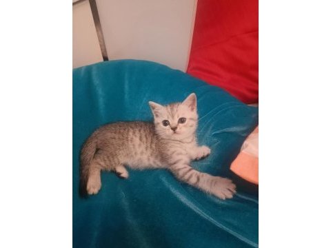 Scottish fold erkek kedimiz