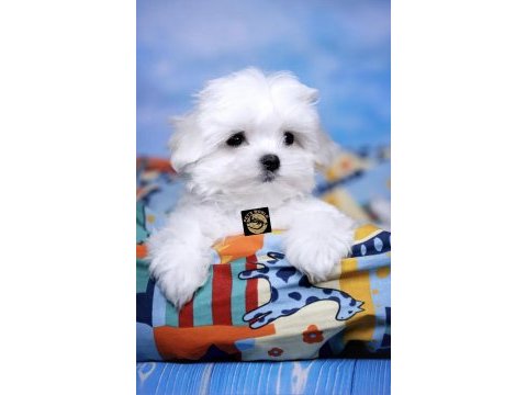 Maltese (malta) yavrularımız
