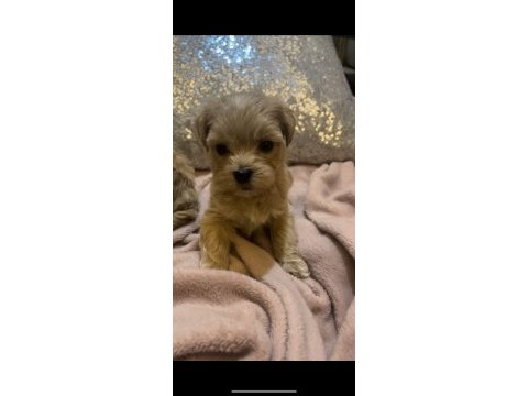 Baby face maltipoo korekan yavrular
