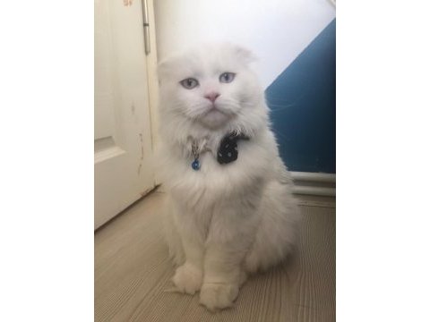 Scottish fold oğlumuz buluta eş arıyoruz