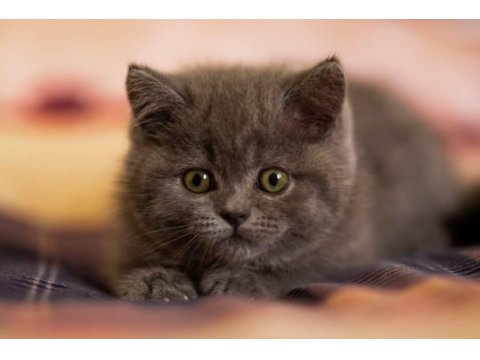 British shorthair