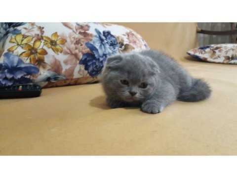 A kalite british shorthair yavrular sahiplendirilecektir