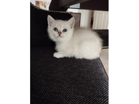 Silver shaded british shorthair yavrularımız ns 11