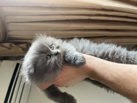 Scottish ve british longhair yavrular