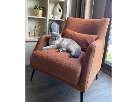 11 aylık yakışıklı scottish fold yeni yuvasını arıyor