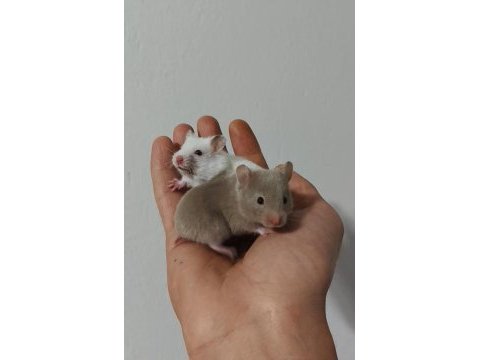 Suriye hamster bebekler