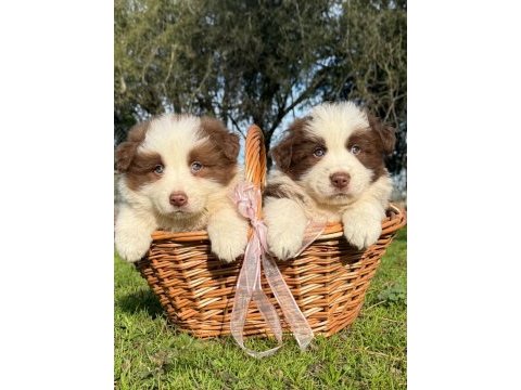 Özel border collie yavruları 