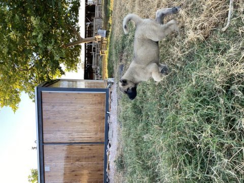 Mükemmel anatomi kangal