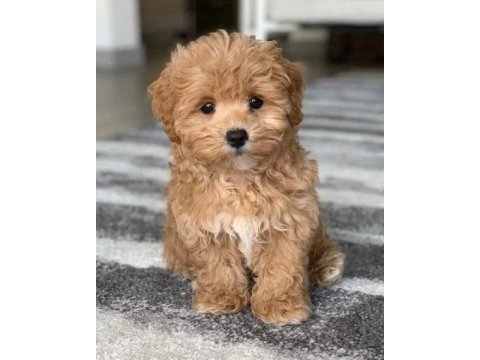 Maltipoo yavrular acık ve esmer renk çeşitleri