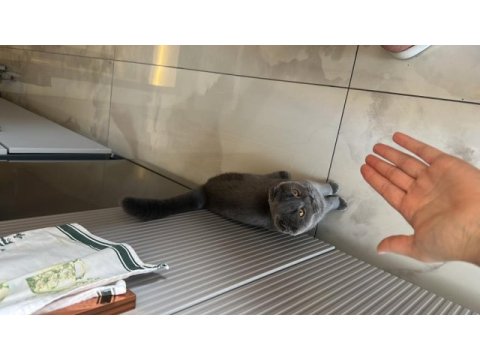 Scottish fold kedimiz