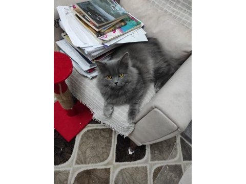 British longhair ücretsiz