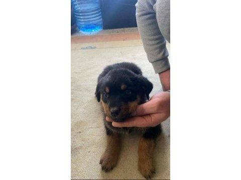Irk garantili koca kafa rottweiler çocuklar