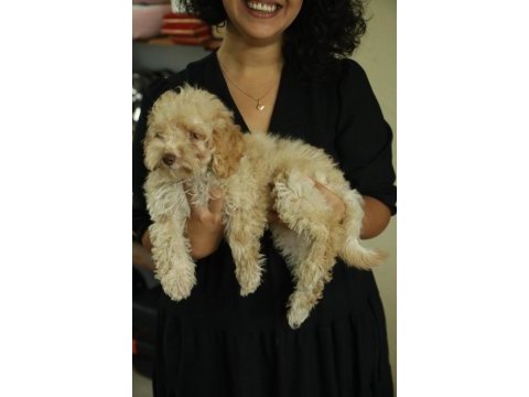 Toy poodle (red- apricot) antialerjik, korkusuz, çok zeki
