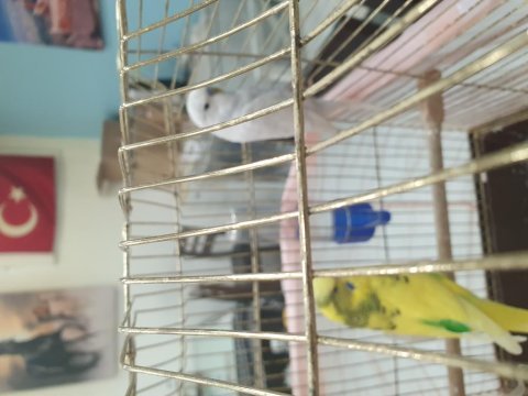 Çift muhabbet kuşu kafesiyle birlikte