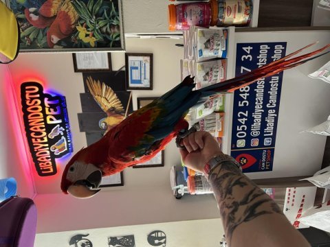 Rubin macaw papağanımız