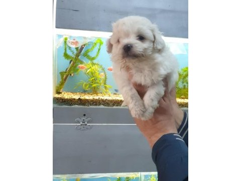 Maltipoo yavrularımız ırk ve sağlık garantilidir