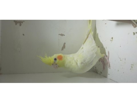 Ful ele alışık sultan papağanları