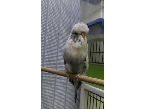 Show jumbo muhabbet kuşlar