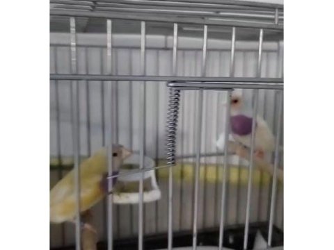 İspinozgiller